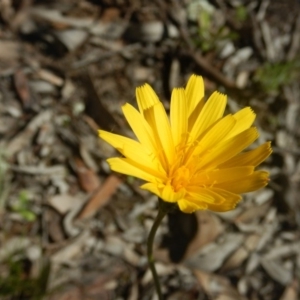 Microseris walteri at Point 751 - 27 Sep 2015 03:11 PM