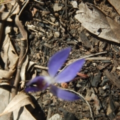 Cyanicula caerulea (Blue Fingers, Blue Fairies) at Point 751 - 27 Sep 2015 by MichaelMulvaney