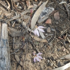 Caladenia fuscata (Dusky Fingers) at Point 751 - 27 Sep 2015 by MichaelMulvaney