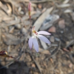 Caladenia fuscata at Point 751 - suppressed