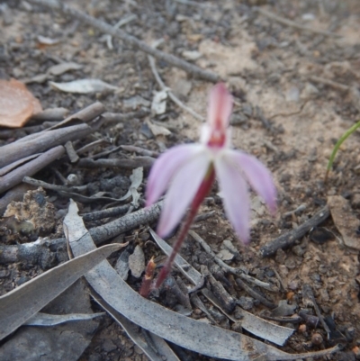 Caladenia fuscata (Dusky Fingers) at Point 751 - 27 Sep 2015 by MichaelMulvaney