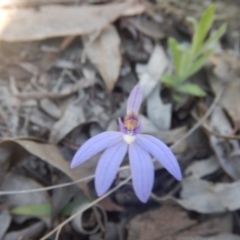 Cyanicula caerulea (Blue Fingers, Blue Fairies) at Point 751 - 27 Sep 2015 by MichaelMulvaney