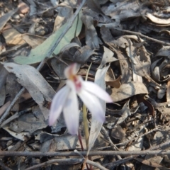 Caladenia fuscata (Dusky Fingers) at Point 751 - 27 Sep 2015 by MichaelMulvaney