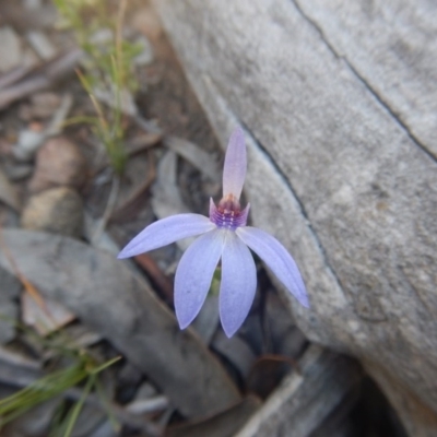 Cyanicula caerulea (Blue Fingers, Blue Fairies) at Point 751 - 27 Sep 2015 by MichaelMulvaney