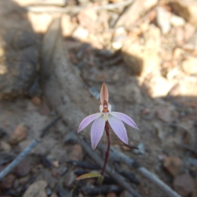 Caladenia fuscata (Dusky Fingers) at Point 751 - 27 Sep 2015 by MichaelMulvaney