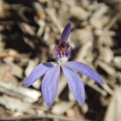 Cyanicula caerulea (Blue Fingers, Blue Fairies) at Bruce, ACT - 27 Sep 2015 by MichaelMulvaney