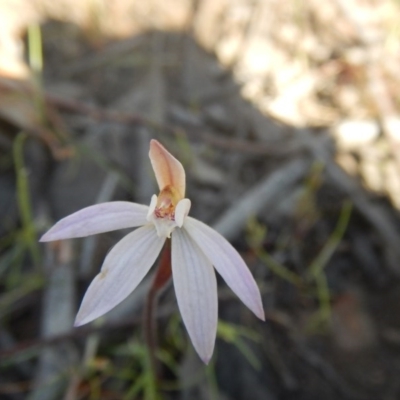 Caladenia fuscata (Dusky Fingers) at Point 751 - 27 Sep 2015 by MichaelMulvaney