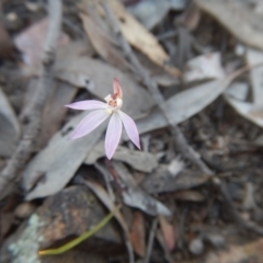 Caladenia fuscata (Dusky Fingers) at Point 751 - 27 Sep 2015 by MichaelMulvaney