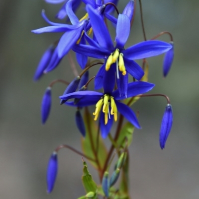 Stypandra glauca (Nodding Blue Lily) at Fadden, ACT - 26 Sep 2015 by Jek