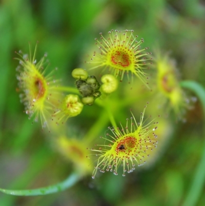 Drosera (genus) (A Sundew) at Wanniassa Hill - 26 Sep 2015 by Jek