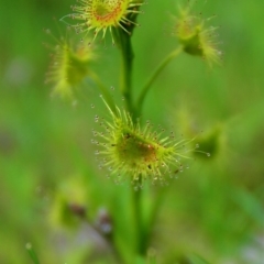 Drosera sp. at Wanniassa Hill - 26 Sep 2015 01:02 PM