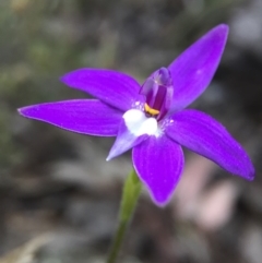Glossodia major (Wax Lip Orchid) at Belconnen, ACT - 28 Sep 2015 by JasonC