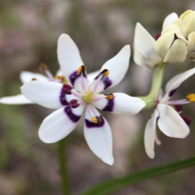 Wurmbea dioica subsp. dioica (Early Nancy) at Aranda Bushland - 27 Sep 2015 by JasonC