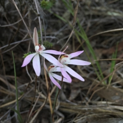 Caladenia fuscata (Dusky Fingers) at Aranda Bushland - 27 Sep 2015 by JasonC