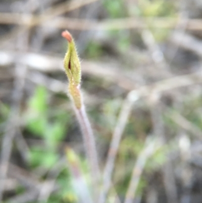 Caladenia atrovespa (Green-comb Spider Orchid) at Aranda Bushland - 27 Sep 2015 by JasonC