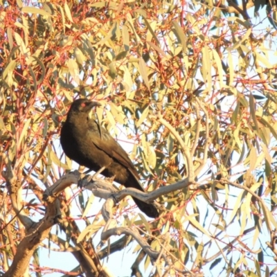 Corcorax melanorhamphos (White-winged Chough) at Tuggeranong Pines - 4 Aug 2014 by michaelb