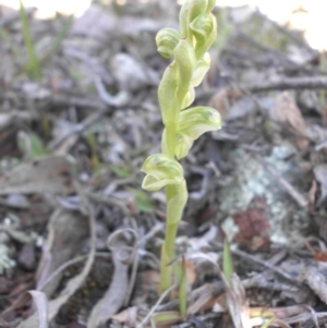 Hymenochilus sp. at Majura, ACT - 28 Sep 2015