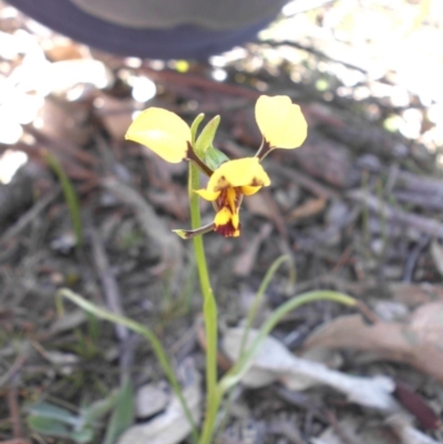 Diuris sulphurea (Tiger Orchid) at Majura, ACT - 27 Sep 2015 by SilkeSma