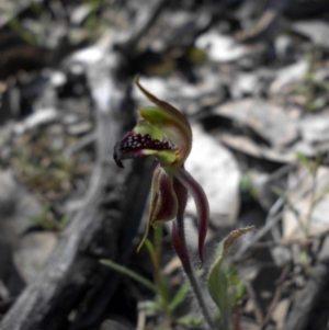 Caladenia actensis at suppressed - suppressed