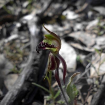 Caladenia actensis (Canberra Spider Orchid) at Majura, ACT - 28 Sep 2015 by SilkeSma