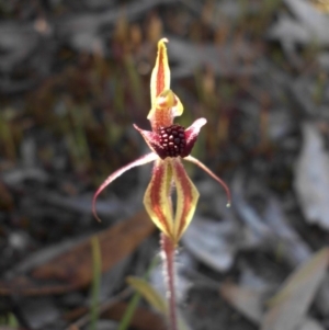 Caladenia actensis at suppressed - suppressed