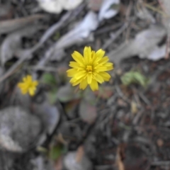 Leontodon rhagadioloides (Cretan Hedypnois) at Majura, ACT - 28 Sep 2015 by SilkeSma