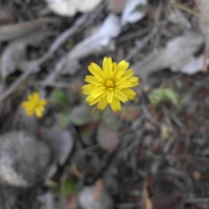 Leontodon rhagadioloides at Majura, ACT - 28 Sep 2015 11:03 AM