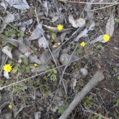 Leontodon rhagadioloides at Majura, ACT - 28 Sep 2015 11:03 AM