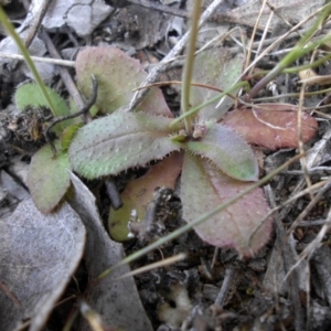 Leontodon rhagadioloides at Majura, ACT - 28 Sep 2015 11:03 AM