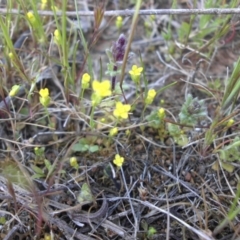 Cicendia quadrangularis (Oregon Timwort) at Majura, ACT - 28 Sep 2015 by SilkeSma