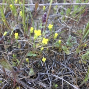 Cicendia quadrangularis at Majura, ACT - 28 Sep 2015 11:06 AM