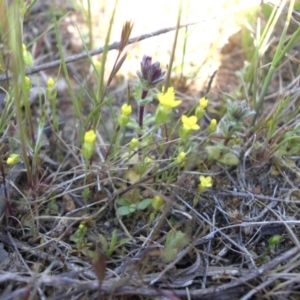 Cicendia quadrangularis at Majura, ACT - 28 Sep 2015 11:06 AM