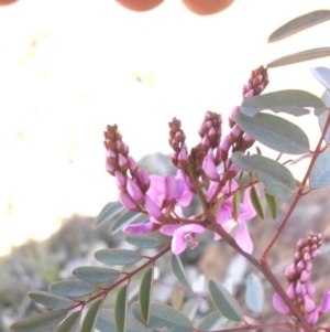 Indigofera australis subsp. australis at Majura, ACT - 28 Sep 2015 11:33 AM