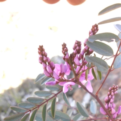 Indigofera australis subsp. australis (Australian Indigo) at Majura, ACT - 28 Sep 2015 by SilkeSma
