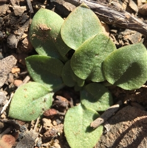 Speculantha rubescens at Point 5515 - suppressed