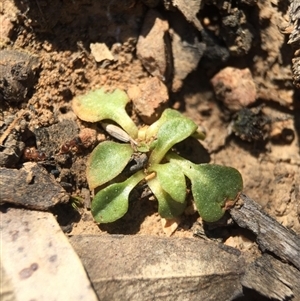 Speculantha rubescens at Point 5515 - suppressed