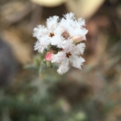 Leucopogon virgatus (Common Beard-heath) at Acton, ACT - 28 Sep 2015 by AaronClausen