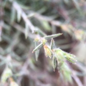 Leucopogon virgatus at Acton, ACT - 28 Sep 2015