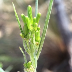 Senecio quadridentatus at Acton, ACT - 28 Sep 2015