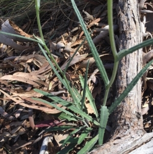 Senecio quadridentatus at Acton, ACT - 28 Sep 2015 11:21 AM