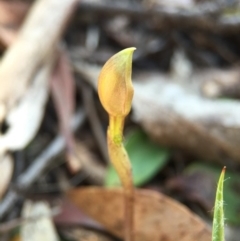 Chiloglottis trapeziformis (Diamond Ant Orchid) at Molonglo Valley, ACT - 28 Sep 2015 by AaronClausen