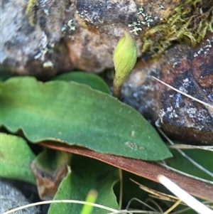 Chiloglottis trapeziformis at Point 5438 - suppressed