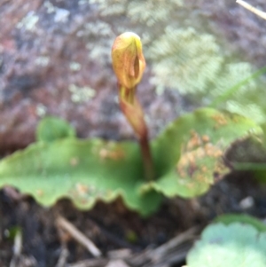 Chiloglottis trapeziformis at Point 5438 - suppressed