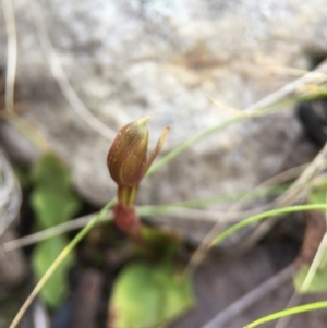 Chiloglottis trapeziformis at Point 5438 - suppressed