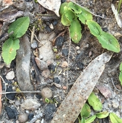 Chiloglottis trapeziformis at Point 5438 - suppressed