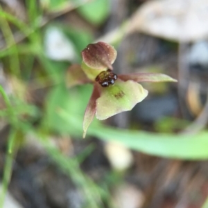 Chiloglottis trapeziformis at Point 5438 - suppressed