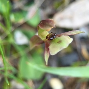 Chiloglottis trapeziformis at Point 5438 - suppressed