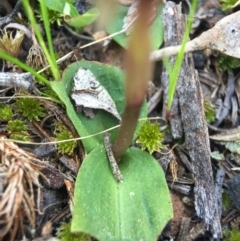 Chiloglottis trapeziformis at Point 5438 - suppressed