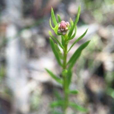 Stackhousia monogyna (Creamy Candles) at Acton, ACT - 28 Sep 2015 by AaronClausen