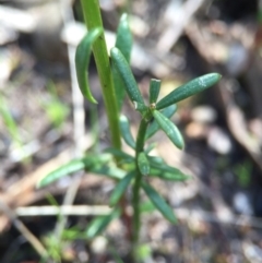 Stackhousia monogyna at Point 5438 - 28 Sep 2015